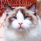 我很喜欢猫,想领养一只布偶猫,请问要走什么流程？