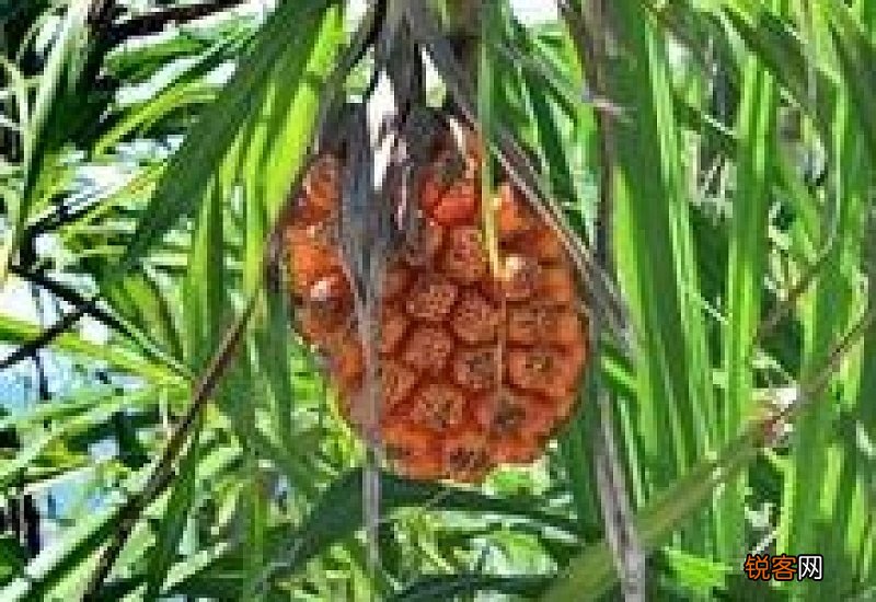 韭菜和菠萝能一起吃吗?
