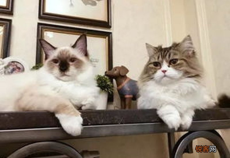 猫咪得了猫传腹会自愈吗