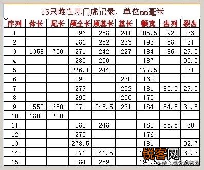 非洲雌狮打得过苏门答腊虎吗？
