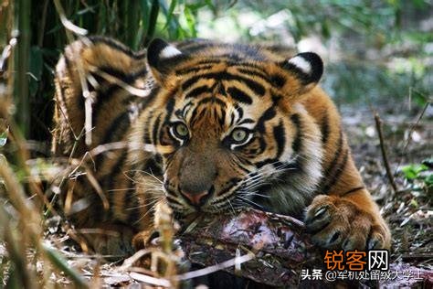 非洲雌狮打得过苏门答腊虎吗？