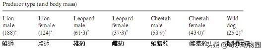非洲雌狮打得过苏门答腊虎吗？