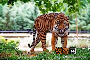 非洲雌狮打得过苏门答腊虎吗？