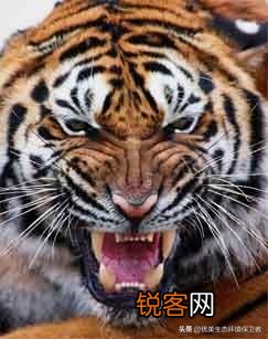 为什么要放生老虎到大自然？