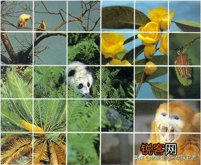 为什么要放生老虎到大自然？