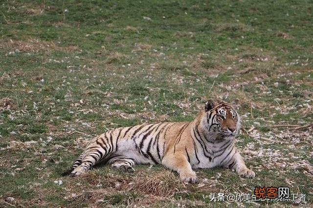 为什么要放生老虎到大自然？