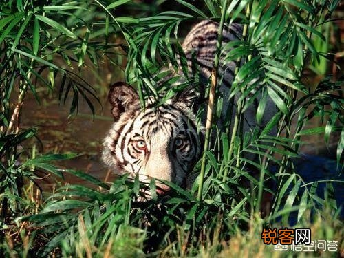 被宣布灭绝30年的鹿类有蹄类生物银背鼷鹿在越南被重新发现,那么野生华南虎有被重新发现的可能吗？
