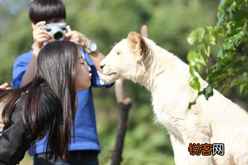 被宣布灭绝30年的鹿类有蹄类生物银背鼷鹿在越南被重新发现,那么野生华南虎有被重新发现的可能吗？