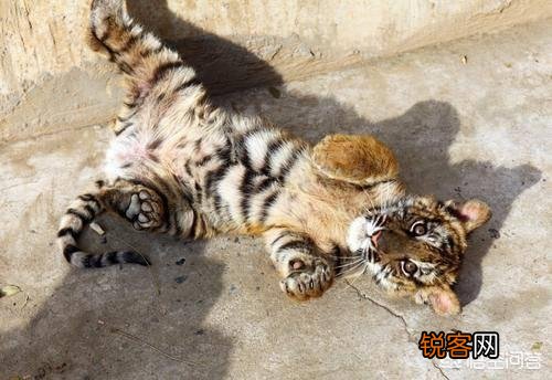被宣布灭绝30年的鹿类有蹄类生物银背鼷鹿在越南被重新发现,那么野生华南虎有被重新发现的可能吗？