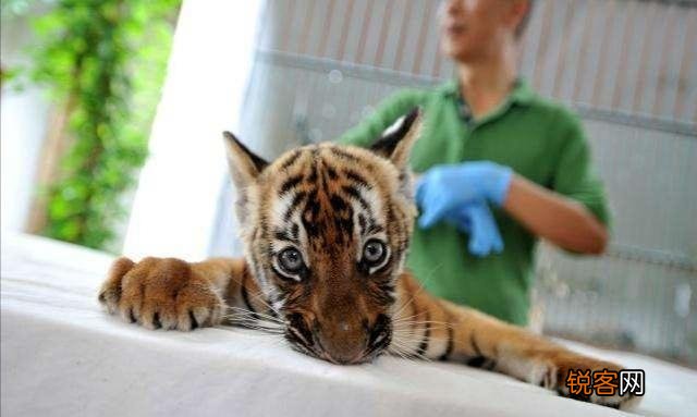 被宣布灭绝30年的鹿类有蹄类生物银背鼷鹿在越南被重新发现,那么野生华南虎有被重新发现的可能吗？
