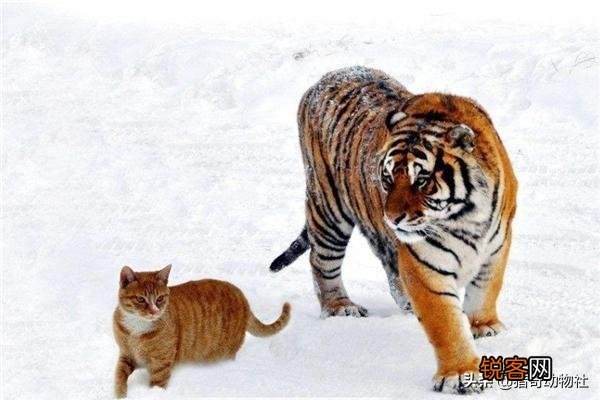 把成年老虎缩小到家猫大小,人类还会害怕吗？