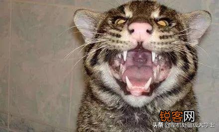 把成年老虎缩小到家猫大小,人类还会害怕吗？