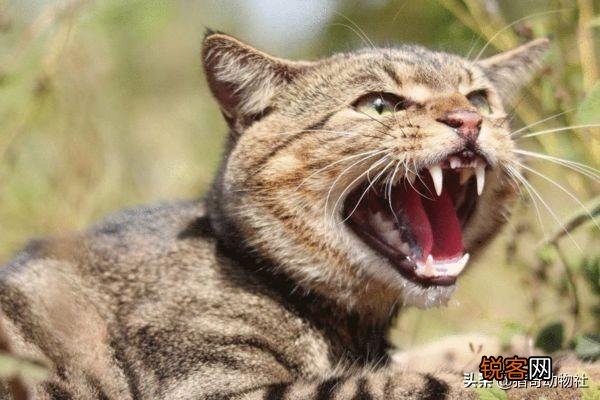 把成年老虎缩小到家猫大小,人类还会害怕吗？