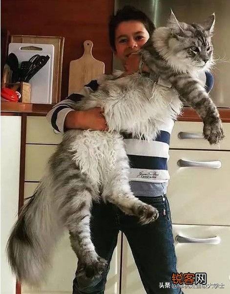 把成年老虎缩小到家猫大小,人类还会害怕吗？