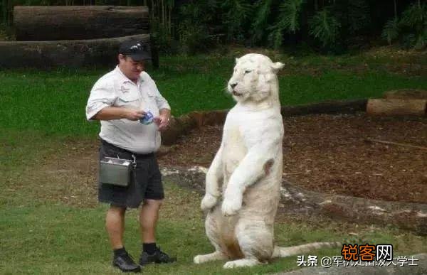 把成年老虎缩小到家猫大小,人类还会害怕吗？