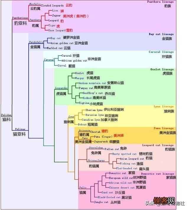 把成年老虎缩小到家猫大小,人类还会害怕吗？
