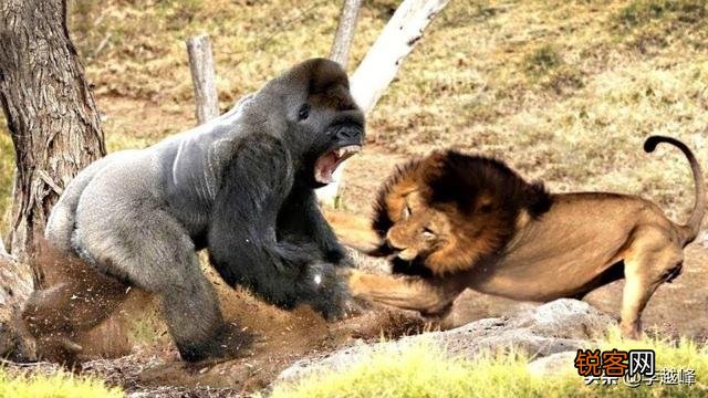 狮子和老虎为什么不吃大猩猩,是因为打不过吗？