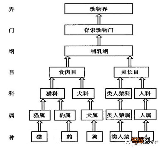 美洲虎是虎还是豹？为什么身上是斑点不是条纹？