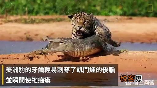 美洲虎是虎还是豹？为什么身上是斑点不是条纹？