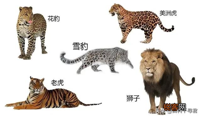 美洲虎是虎还是豹？为什么身上是斑点不是条纹？