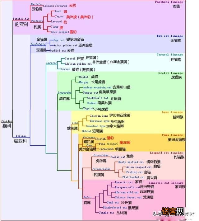 美洲虎是虎还是豹？为什么身上是斑点不是条纹？