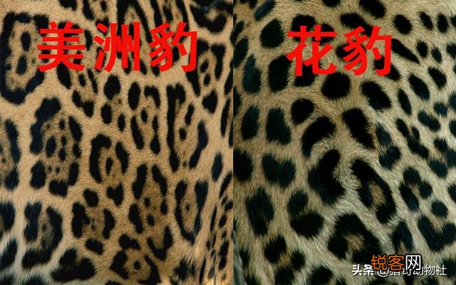 美洲虎是虎还是豹？为什么身上是斑点不是条纹？
