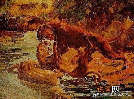 恐猫打得过苏门答腊虎吗？