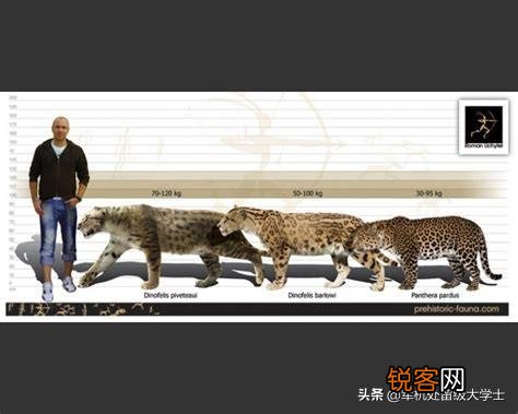 恐猫打得过苏门答腊虎吗？