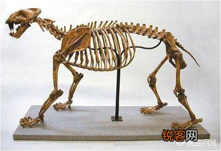 恐猫打得过苏门答腊虎吗？