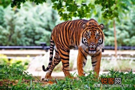 恐猫打得过苏门答腊虎吗？