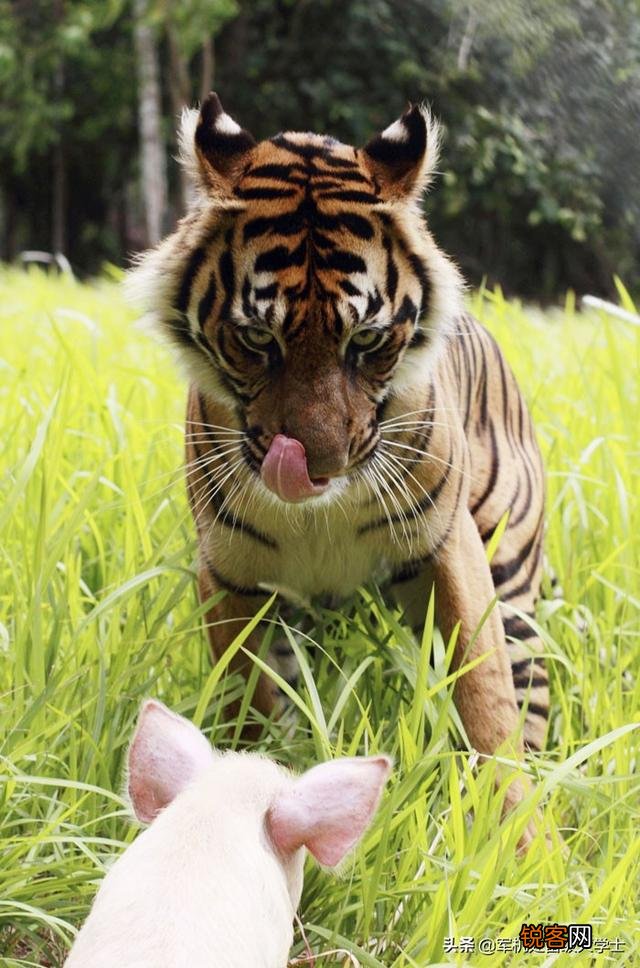 恐猫打得过苏门答腊虎吗？