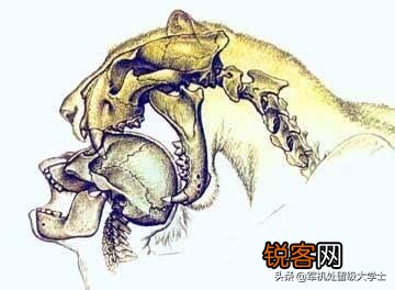 恐猫打得过苏门答腊虎吗？