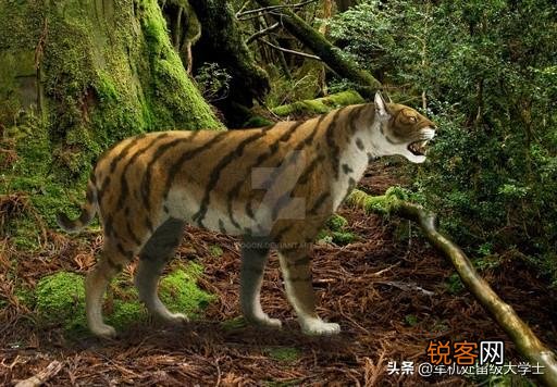 恐猫打得过苏门答腊虎吗？