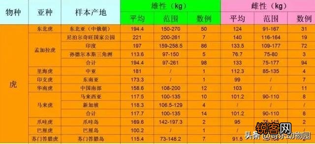 东北虎不就是大型老虎？
