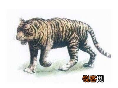 老虎有几个独立物种？