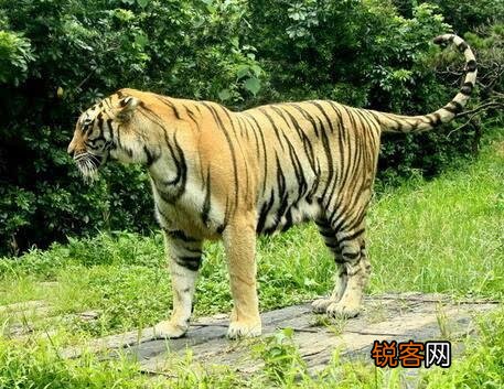 老虎有几个独立物种？