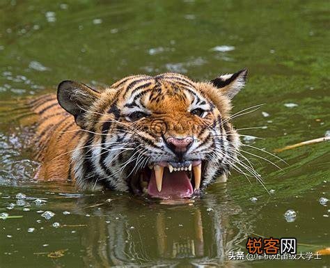 苏门答腊虎与鬣狗谁厉害？