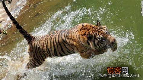 苏门答腊虎与鬣狗谁厉害？