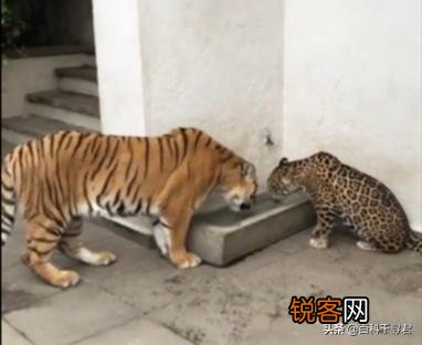 苏门答腊虎VS美洲豹谁厉害呢？