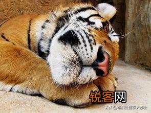老虎能活多长时间？