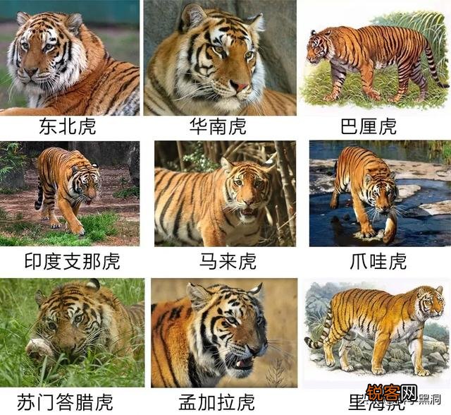 老虎能活多长时间？