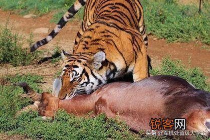 老虎能活多长时间？