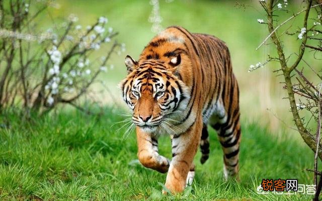 可用孟加拉虎或东北虎来丰富华南虎的基因库吗？