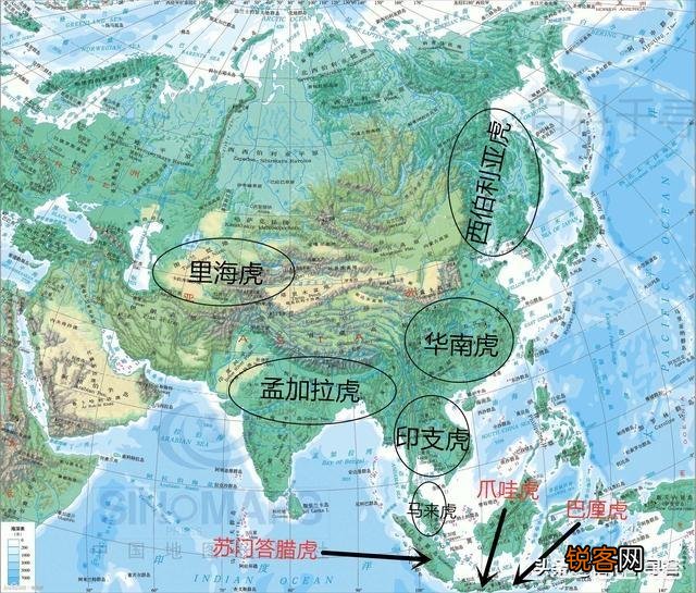 可用孟加拉虎或东北虎来丰富华南虎的基因库吗？
