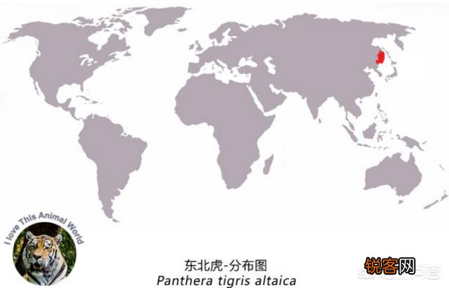 云南有老虎吗？如果有,应该属于孟加拉虎吗？