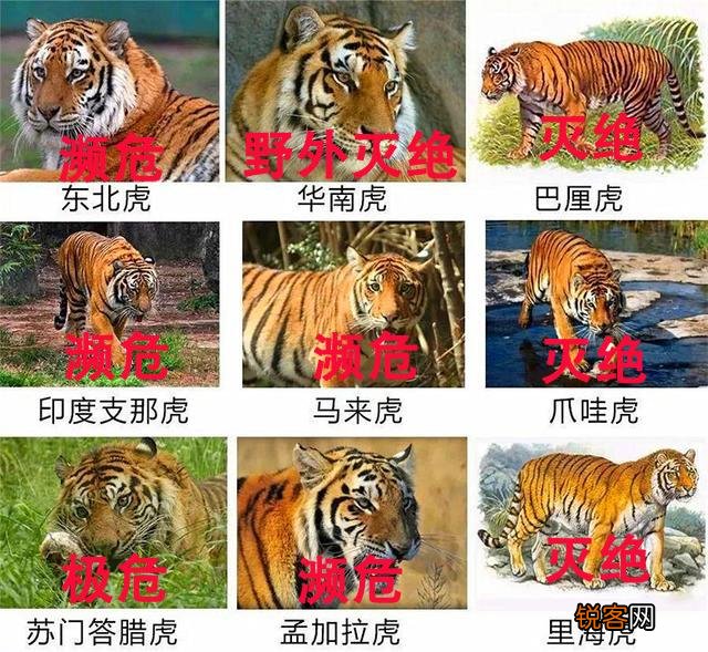 @太原人,你知道吗？数量最多的虎、个头最大的虎…都是什么虎？