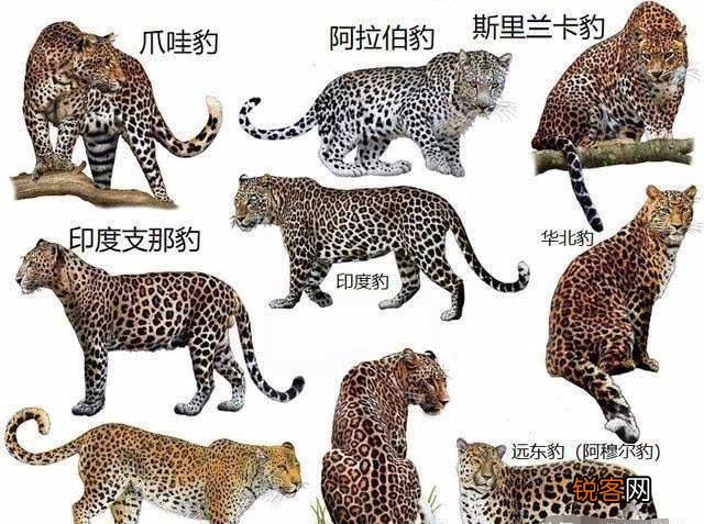 @太原人,你知道吗？数量最多的虎、个头最大的虎…都是什么虎？
