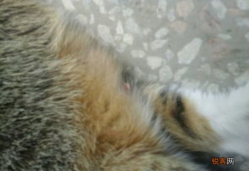 猫肚子斑秃