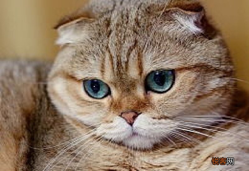 公猫咪的尿液很黄很粘稠食欲不好