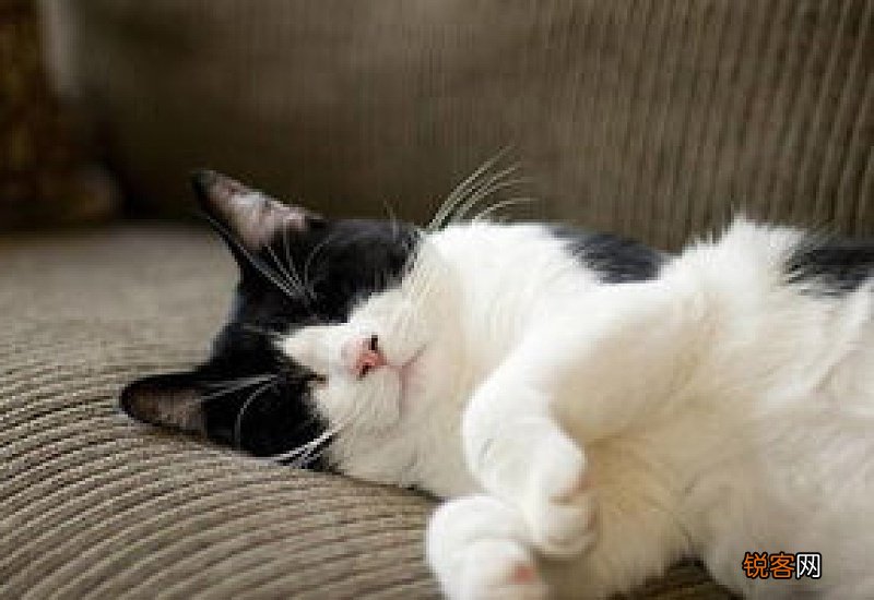 猫有泌尿问题怎么办